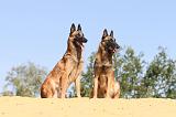 MALINOIS 191